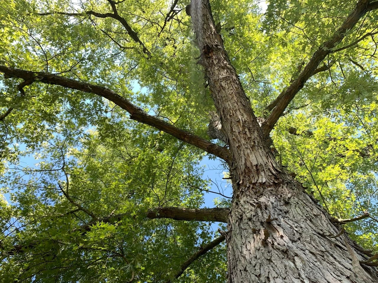 Gundlach Warns Stock Market Resembles Hollow Tree on Verge of Collapse